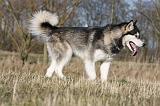 ALASKAN MALAMUTE 810